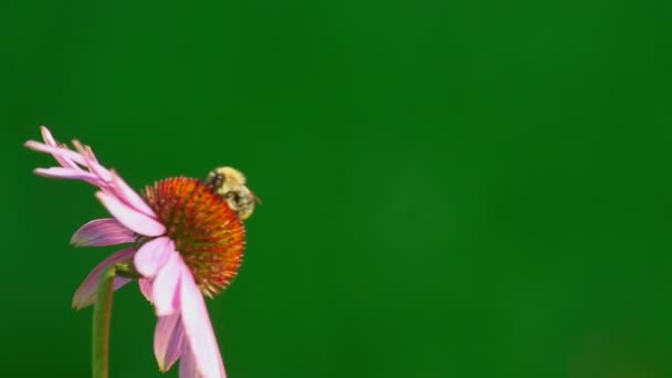 Bumblebee Ekinezya çiçek — Stok video