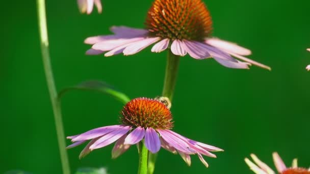 Trzmiel na kwiat Echinacea — Wideo stockowe