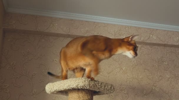 Abyssinian cat playing — Stock Video