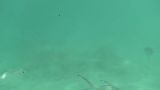 Tropische zilverachtig vissen — Stockvideo
