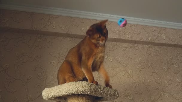 Abyssinian cat playing — Stock Video
