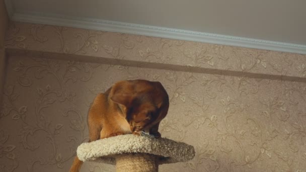 Abisinio gato jugando — Vídeo de stock