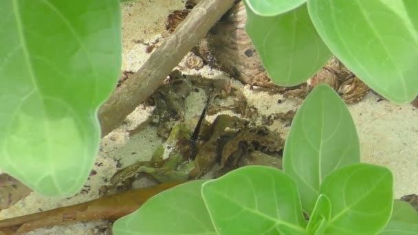 モナーク蝶の給餌 — ストック動画
