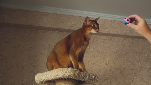 Abyssinian cat playing — Stock Video