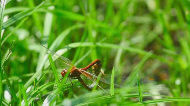 Libellule rosse si accoppiano — Video Stock