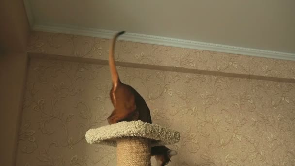 Abyssinian cat playing — Stock Video