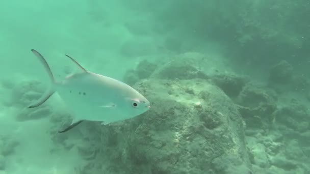 Tropical silvery fishes Stock Video