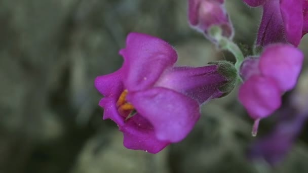 Hummel auf einem Blütenschnappdrachen — Stockvideo