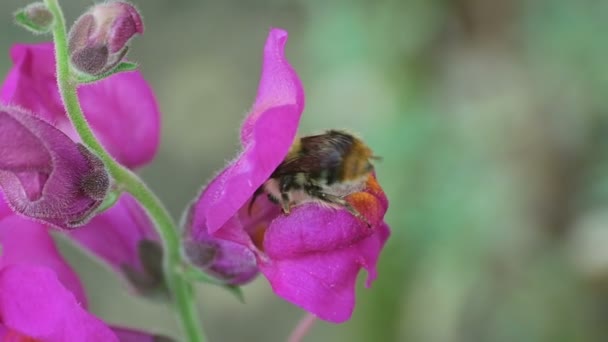 Bumblebee su uno snapdragon di fiore — Video Stock