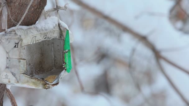 Птахи в зимовому парку — стокове відео