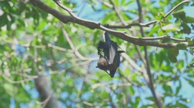 Uçan tilki dinlenme