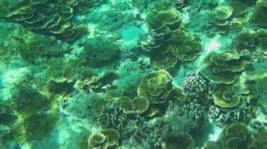 Tropikal renkli balıklar