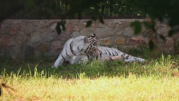 Tigress and her cubs — Stock Video