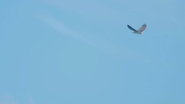 Leucogaster dal ventre bianco-aquila di mare-Haliaeetus - — Video Stock