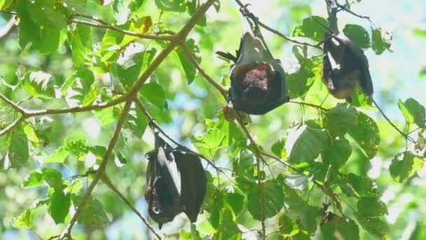 Flying foxes rest. — Stock Video