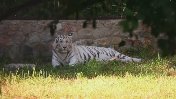 Tigerin und ihre Jungen — Stockvideo