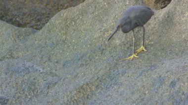 Pasifik resif balıkçılları balık avlar