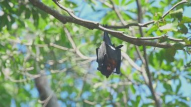 Uçan tilki dinlenme