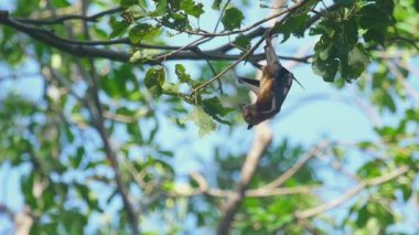 Uçan tilki bir ağaç dalına asılı