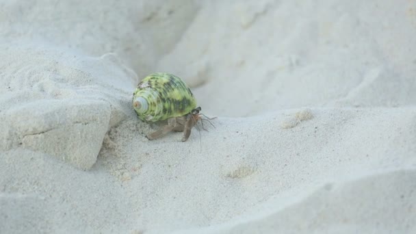 Caranguejo eremita rastejando na areia — Vídeo de Stock