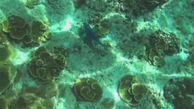 Tropikal renkli balıklar