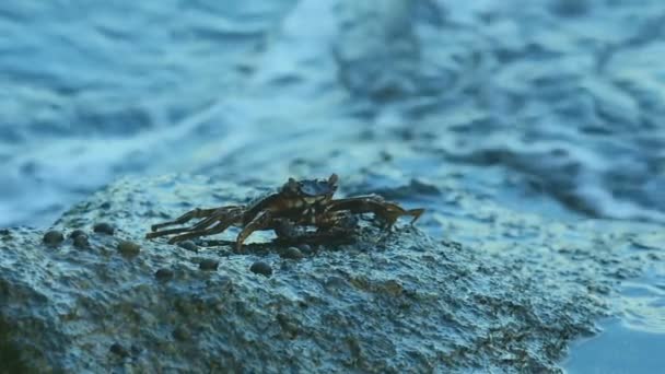 Caranguejo na rocha na praia — Vídeo de Stock