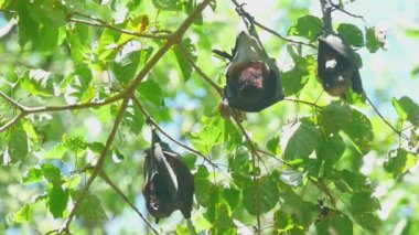 Uçan tilki dinlenme