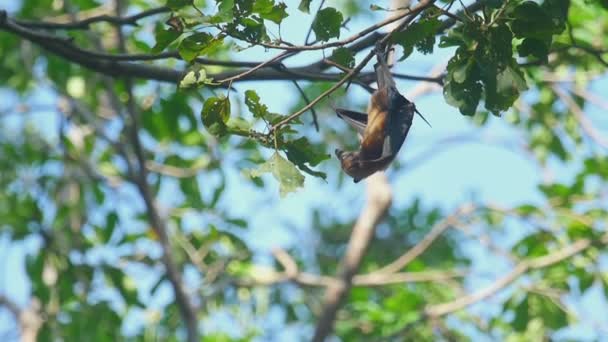 Terbang rubah hang on a tree branch — Stok Video