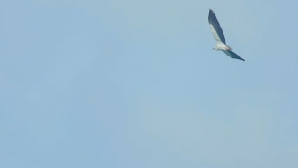 Águila marina de vientre blanco-Haliaeetus leucogaster - — Vídeo de stock