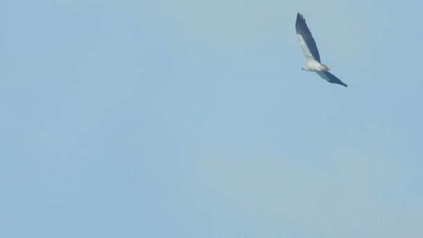 Águila marina de vientre blanco-Haliaeetus leucogaster - — Vídeos de Stock