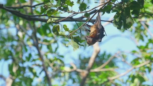Raposa voadora pendura em um galho de árvore — Vídeo de Stock