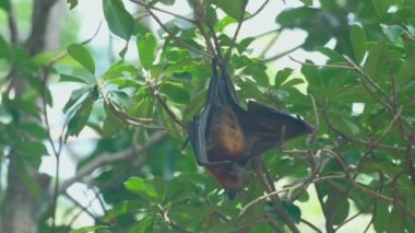 Bir ağaç dalı ve yıkama üzerinde uçan tilki duruyor