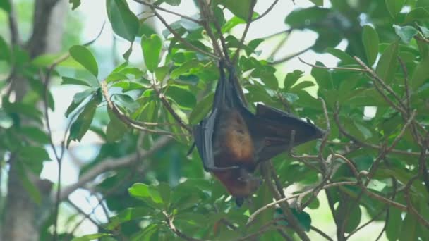 Flying fox hänger på en trädgren och tvättar — Stockvideo