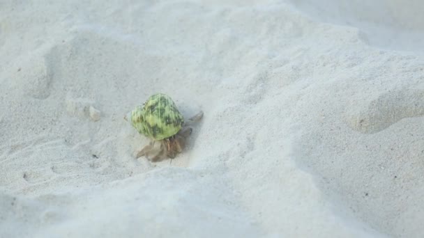 Cangrejo ermitaño arrastrándose sobre la arena — Vídeos de Stock