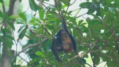 Bir ağaç dalı ve yıkama üzerinde uçan tilki duruyor