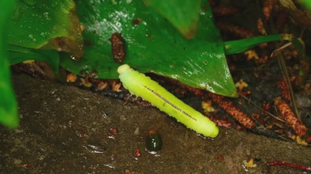 Yellow-green caterpillar after rain — Stock Video