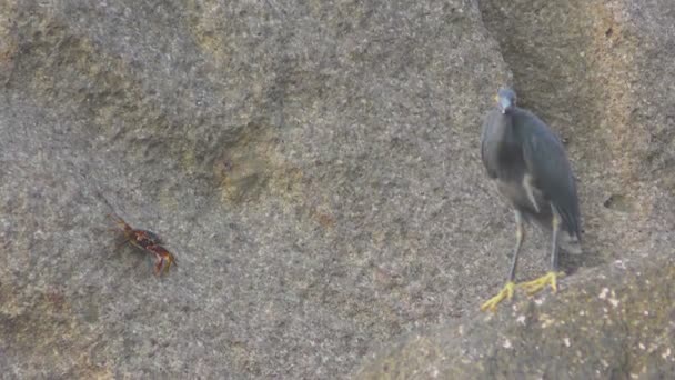 Garza del arrecife del Pacífico caza peces — Vídeos de Stock