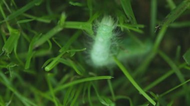 Çim kıllı tırtıl