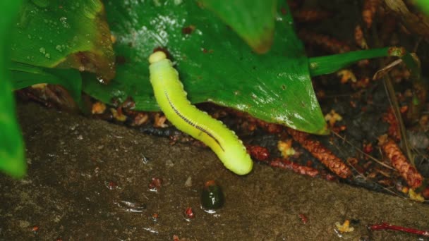 Yellow-green caterpillar crawling — Stock Video