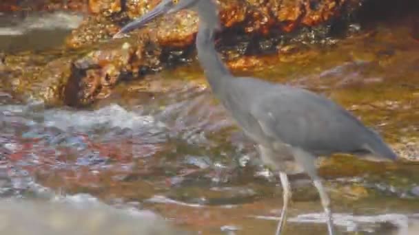 Pacifische rif reiger jaagt op vis — Stockvideo