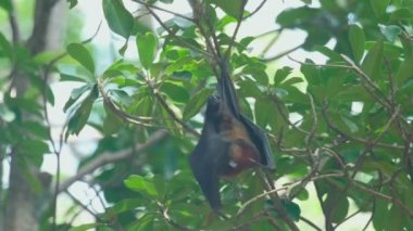 Bir ağaç dalı ve yıkama üzerinde uçan tilki duruyor