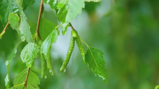 Gros plan sur le bouleau après la pluie estivale — Video