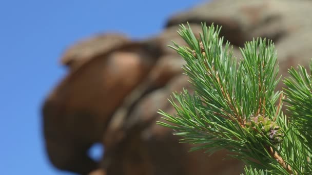 Pine branch with cone close-up — Stock Video