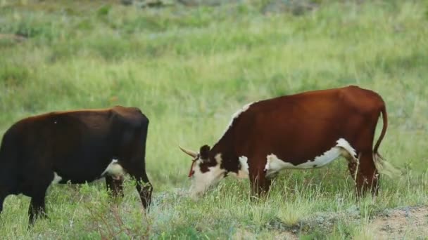布朗牛在牧场上 — 图库视频影像