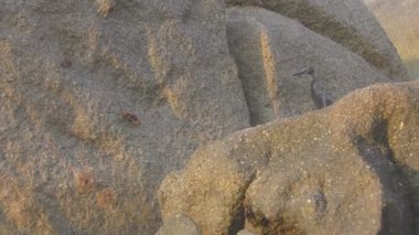 Pasifik resif balıkçılları balık avlar