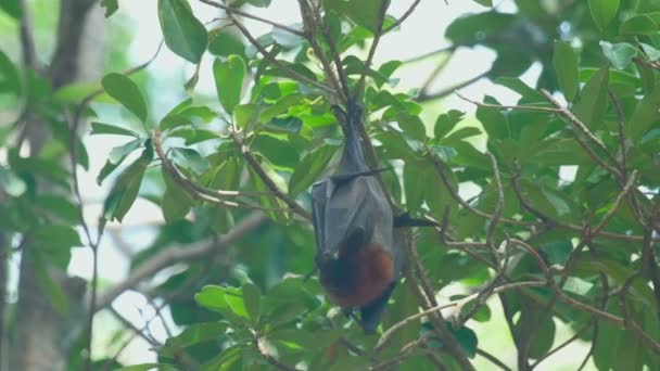 Zorro volador cuelga de una rama de árbol y se lava — Vídeo de stock