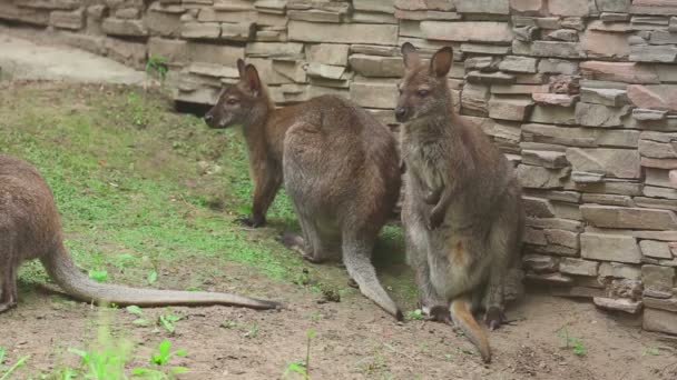 Känguru-Familie im Zoo — Stockvideo