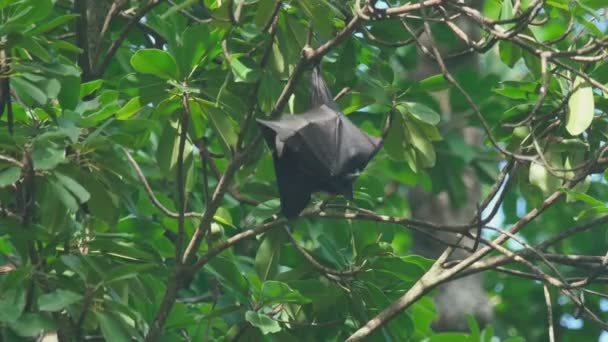 Volpe volante pende su un ramo d'albero e si lava — Video Stock