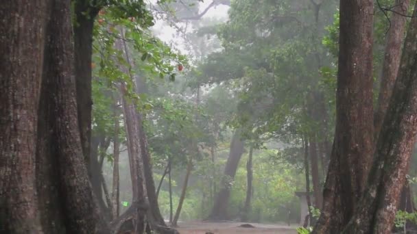 Проливной дождь в тропических лесах — стоковое видео
