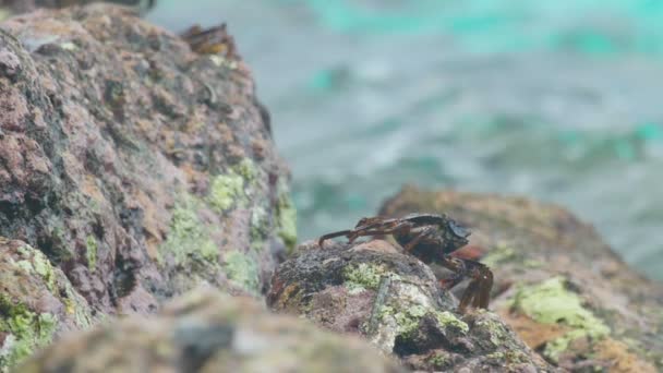 Krab a rockskipper na skále na pláži — Stock video